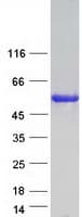 Human CORO6 Protein (Recombinant Myc-DDK (Flag))