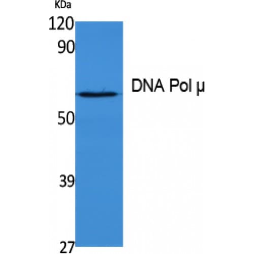 POLM / DNA Polymerase Mu Antibody (210-290 aa, Internal)