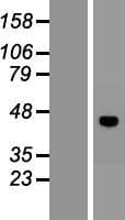 VSIG8 Protein (Over-Expression Lysate Myc-DDK (Flag))