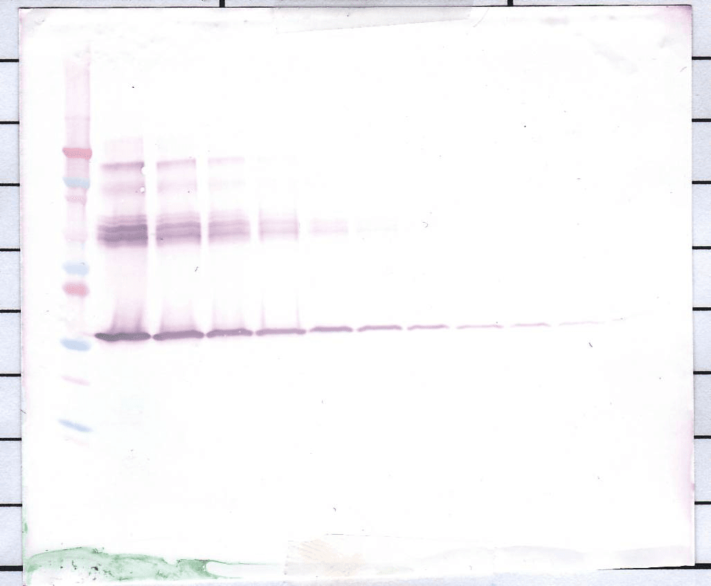 CSF1 / MCSF Antibody (Biotin)