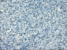 PPP5C Antibody (clone OTI5A8)