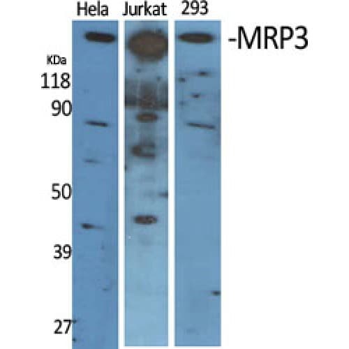 Polyclonal Rabbit anti-Human ABCC3 / MRP3 Antibody (940-1020 aa, Internal, WB)