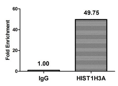 Polyclonal Rabbit anti-Human HIST1H3A Antibody (IHC)