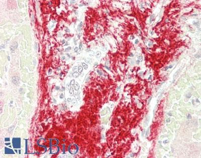 IHC-plus™ CLU / Clusterin Antibody (aa44-58)