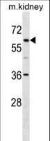 TFE3 Antibody (aa489-516)