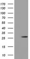 OTUB2 Antibody (clone OTI11C8)