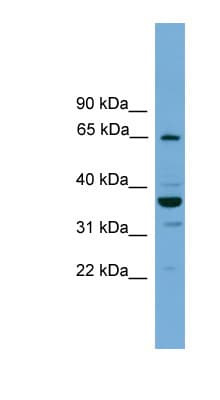 NELFCD / TH1L / TH1 Antibody (aa44-93)