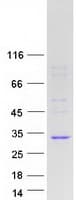 Human INMT Protein (Recombinant Myc-DDK (Flag))