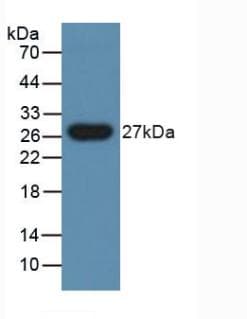 PGLYRP1 / PGRP Antibody (aa18-183, APC)