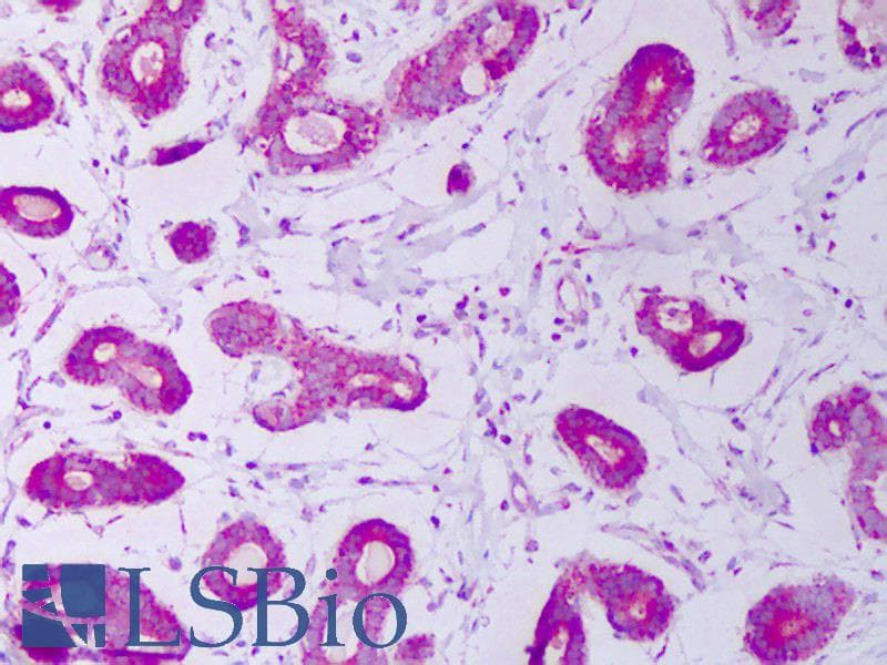 HSPE1 / HSP10 / Chaperonin 10 Antibody (aa91-101, PerCP)