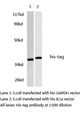 Polyclonal Rabbit His Tag Antibody (WB)