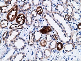 CD80 Antibody (clone OTI2B11)