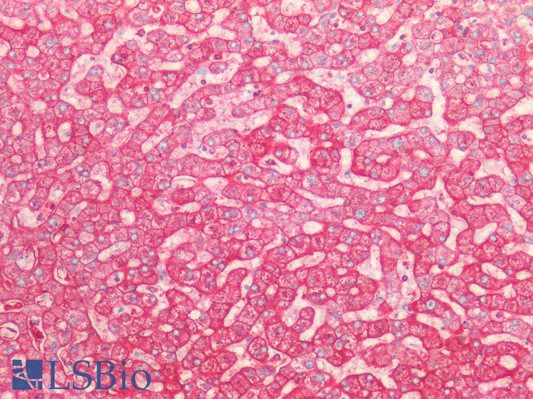 IHC-plus™ SPTAN1 / Alpha Fodrin Antibody