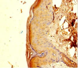 Polyclonal Rabbit anti-Human PGLYRP4 Antibody