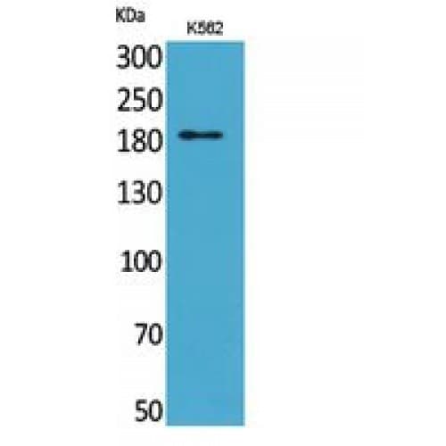 Polyclonal Rabbit anti-Human SIGLEC1 / CD169 / Sialoadhesin Antibody (1321-1370 aa, Internal, WB)