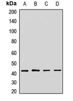 Polyclonal Rabbit anti-Human EIF3M / PCID1 Antibody (IHC, WB)