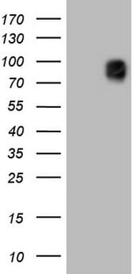 MCAM / CD146 Antibody (clone OTI3D1)