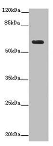 Polyclonal Rabbit anti-Human Testilin / EHD1 Antibody (IHC, WB)