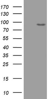 ADAMTS4 Antibody (aa296-577, clone OTI2G8)