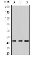 ECSIT Antibody