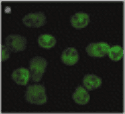 FPR1 / FPR Antibody (clone NFPRa)