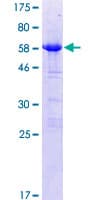 Human LYSMD2 Protein (Recombinant GST)