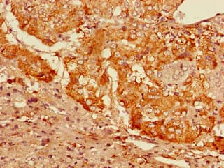 GFRA3 Antibody