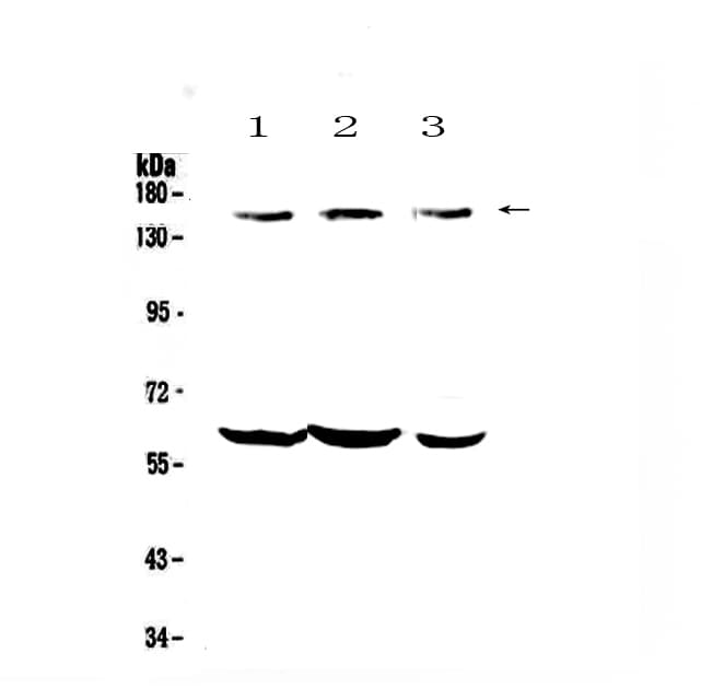 Kv10.1 / KCNH1 Antibody