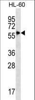 Polyclonal Rabbit anti-Human SIGLEC9 Antibody (aa385-415, IHC, WB)