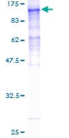 Human HCFC2 Protein (Recombinant GST)