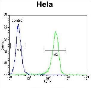 CCNH / Cyclin H Antibody (aa24-52)