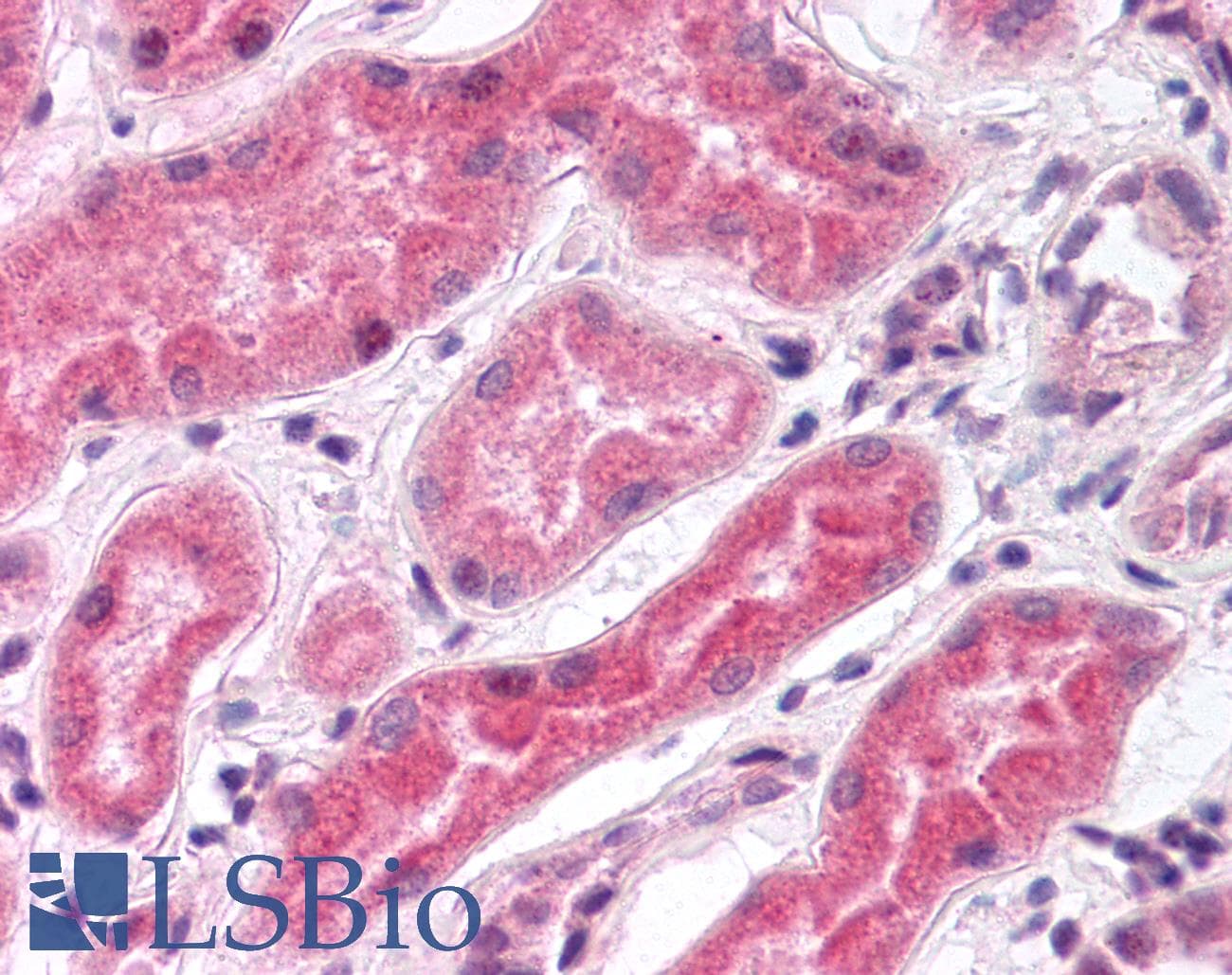 IHC-plus™ PDZD3 Antibody (C-Terminus)
