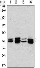 PRMT6 Antibody (clone 4G2)