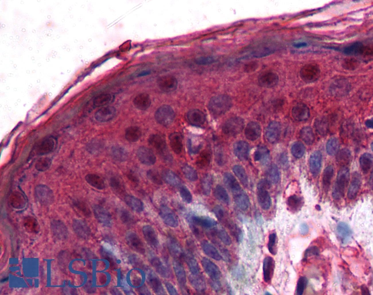 IHC-plus™ TPX2 Antibody (C-Terminus)