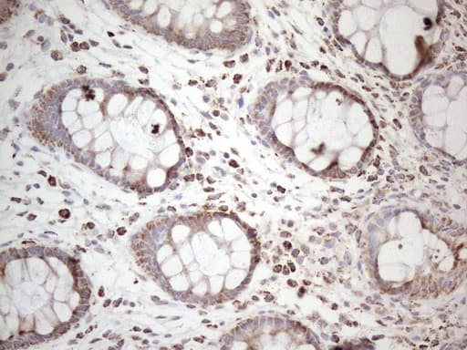BP1 / DLX4 Antibody (clone OTI7C8, Carrier-free)
