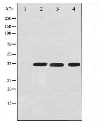 GAPDH Antibody