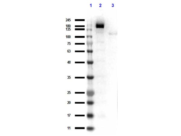 Streptococcus pyogenes CRISPR-associated endonuclease Cas9/Csn1 Antibody (C-Terminus)