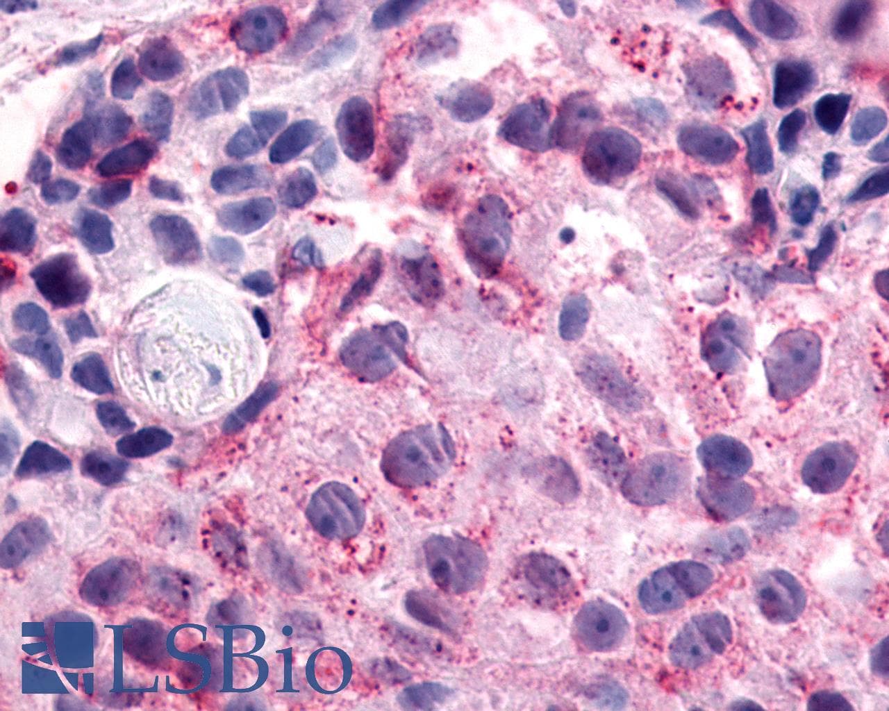 PathPlus™ NPFFR1 / GPR147 Antibody (C-Terminus)