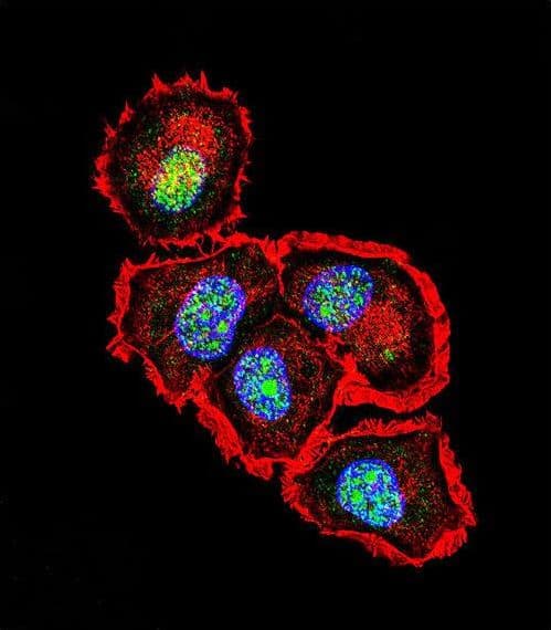 SRC Antibody (aa24-52)