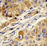 MASTL / GW Antibody