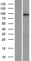 AMPD3 Protein (Over-Expression Lysate Myc-DDK (Flag))