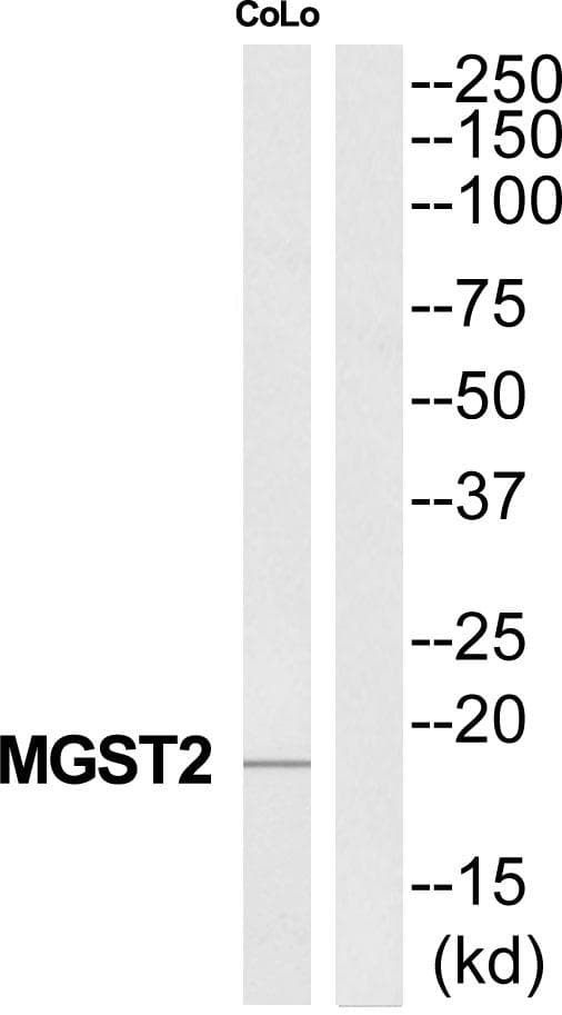 MGST2 Antibody