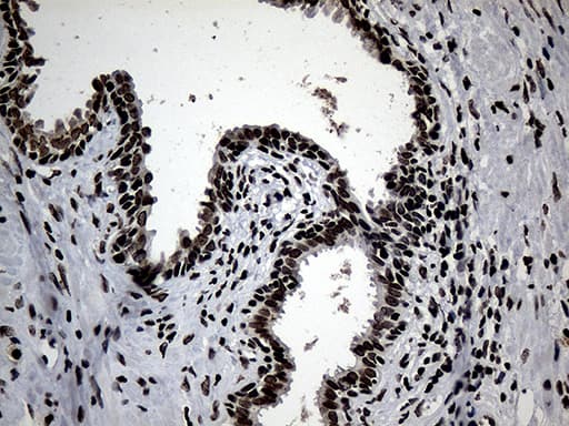 SF3B6 / SF3B14 Antibody (clone OTI8A1, Carrier-free)