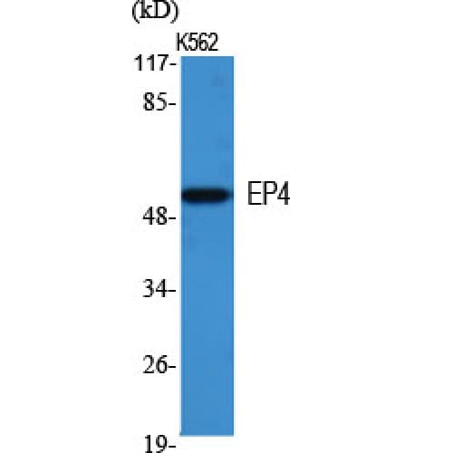 Polyclonal Rabbit anti-Human PTGER4 / EP4 Antibody (300-380 aa, Internal, IF, WB)