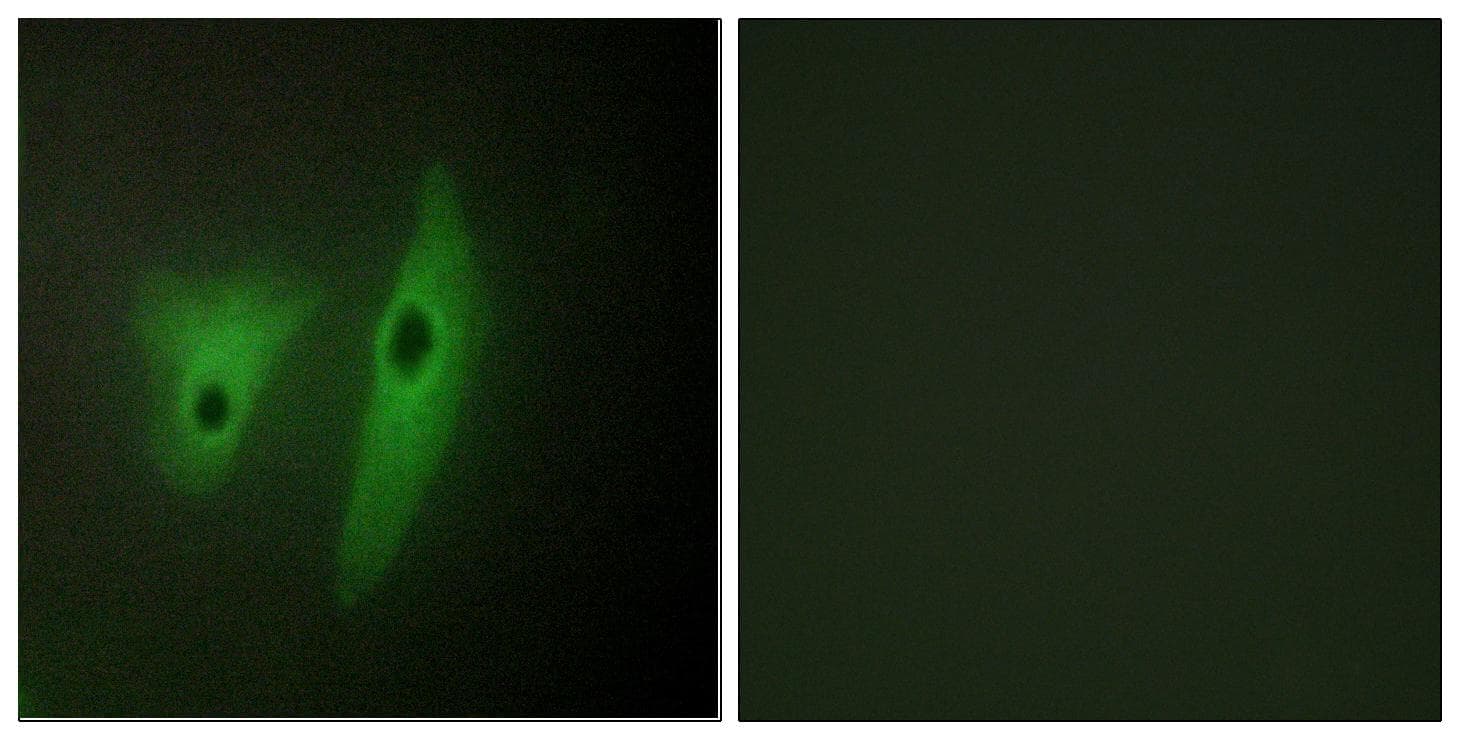 DUSP19 / SKRP1 Antibody