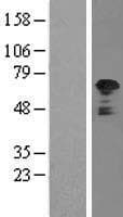 TFG Protein (Over-Expression Lysate Myc-DDK (Flag))