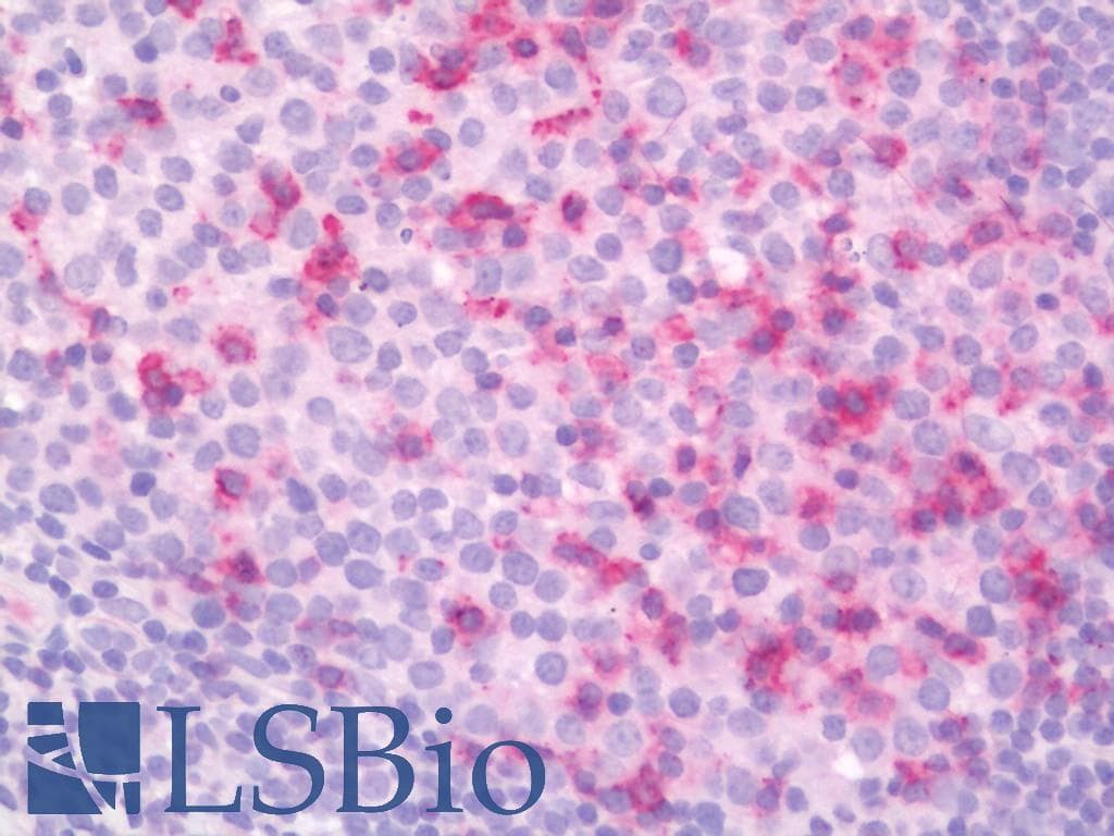 IHC-plus™ Monoclonal Mouse anti-Human PDCD1 / CD279 / PD-1 Antibody (clone 8H7, IHC, IF, WB)
