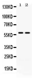 CD2 Antibody