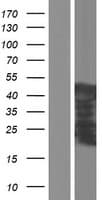 Human PLEKHA1 Protein (Over-Expression Lysate Myc-DDK (Flag))