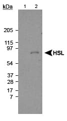 Polyclonal Rabbit anti-Rat LIPE / HSL Antibody (aa699-908, WB)